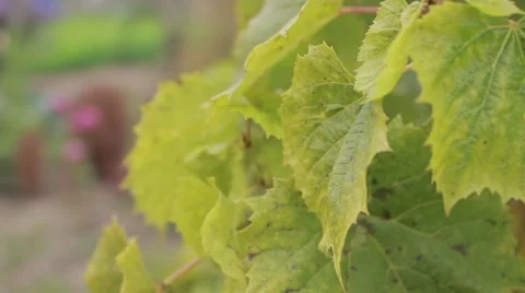 Grape leaves, autumn Stock Footage 45410850