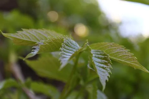 Grape leaves on the background of foliage Stock Photos