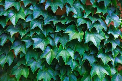 Grape leaves background Stock Photos