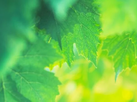 Grape Leaves Background Stock Photos