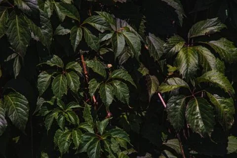 Grape leaves as a background Stock-Fotos