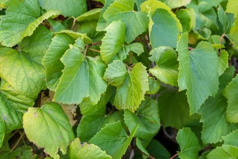 Grape Leaves Background Stock Photos