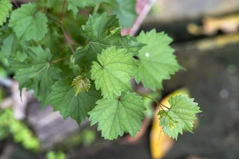 Grape leaves with blurred background Stock Photos