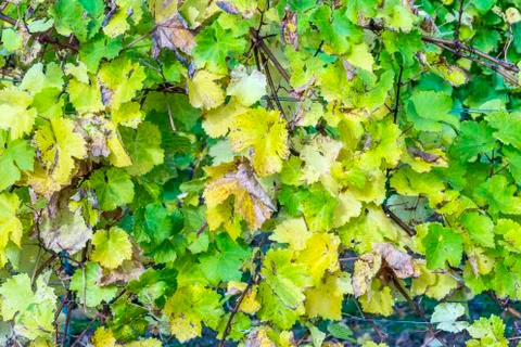 Grape leaves, close-up Foto stock