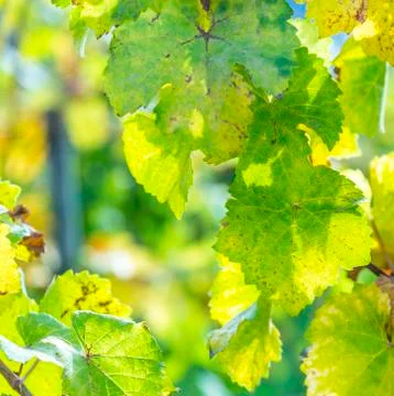 Grape leaves, close-up Stock Photos