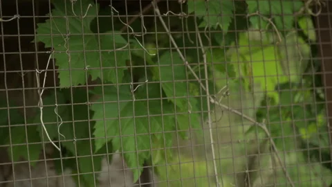 Grape leaves close up slow motion Video stock 246341922
