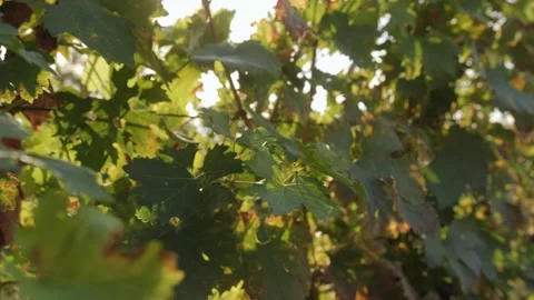 Grape leaves close up at sunset. Stock Footage 262254807