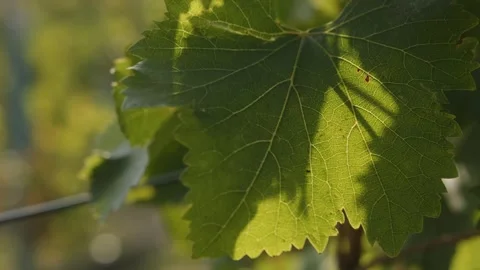 Grape leaves close up at sunset. Stock Footage 262256580