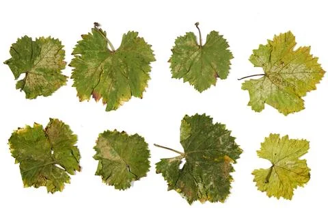 Grape Leaves Collection on White Background – Autumn Foliage, Texture and Vine S Stock Photos