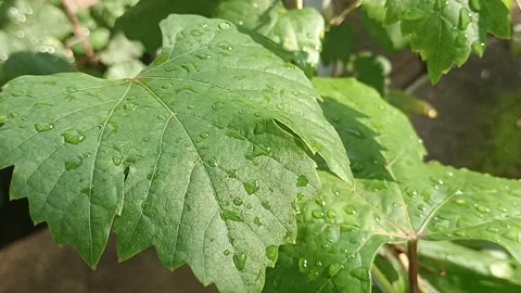 Grape leaves exposed to sunlight after rain Stock Footage 310558481
