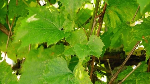 Grape leaves flutter on the wind Stock-Footage 77811419