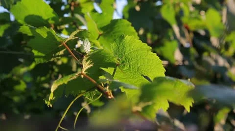 Grape leaves Stock-Footage 10595168