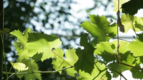 Grape Leaves Video stock 52433032