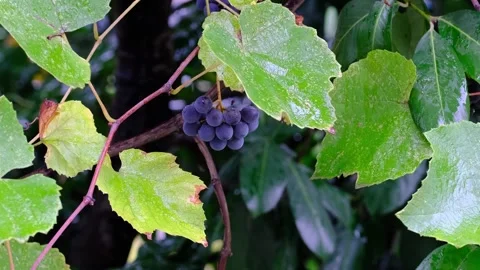 Grape Leaves Stock Footage 142495790