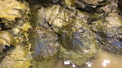 Grape leaves Stock Footage 145218687