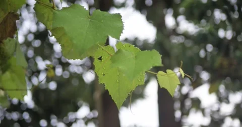 Grape leaves. Vídeos de archivo 201247138