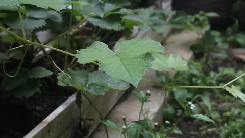 Grape leaves Stock Footage 237295655