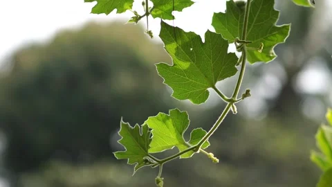 Grape leaves Stock-Footage 242308312