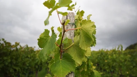 Grape leaves in front of cloudy sky at the vineyard Stock Footage 118081826