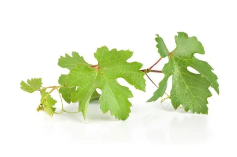 Grape leaves isolated Stock Photos