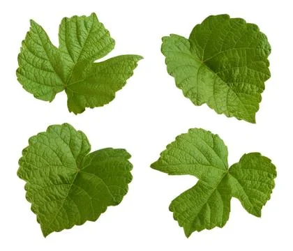 Grape leaves isolated Stock Photos