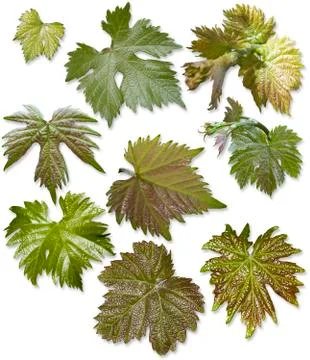 Grape leaves isolated Stock Photos