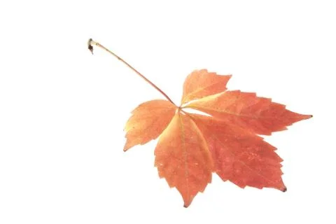 Grape leaves isolated on white background Stock Photos