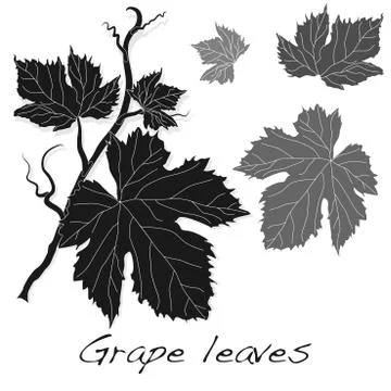 Grape leaves isolated on white. Stock Illustration