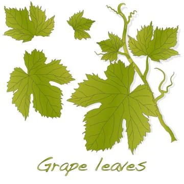 Grape leaves isolated on white. Stock Illustration