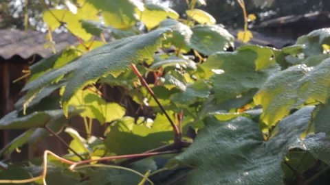 Grape leaves with morning dew in the rays of the rising sun sway in the breeze. Stock Footage 111293440