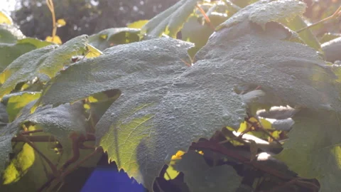 Grape leaves with morning dew in the rays of the rising sun sway in the breeze. Video stock 111293519