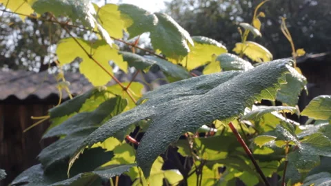 Grape leaves with morning dew in the rays of the rising sun sway in the breeze. Stock Footage 111293695