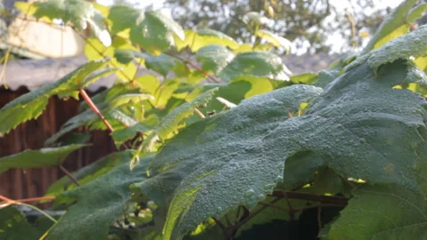 Grape leaves with morning dew in the rays of the rising sun sway in the breeze. Stock Footage 111293781