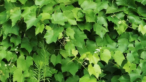Grape leaves moving in the wind Stock Footage 111812560
