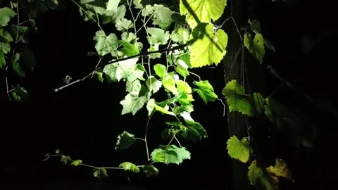 Grape leaves at night by lantern light(Листья винограда ночью при свете фонаря) Видео 169288243