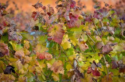 Grape leaves Stock Photos