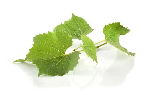 Grape leaves Stock Photos