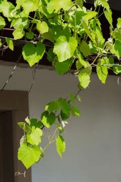 Grape leaves Stock Photos