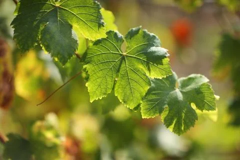 Grape leaves Stock Photos