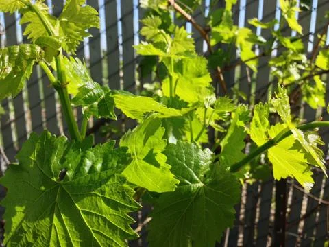 Grape leaves Stock Photos