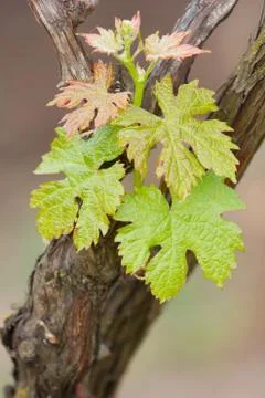 Grape leaves Stock Photos