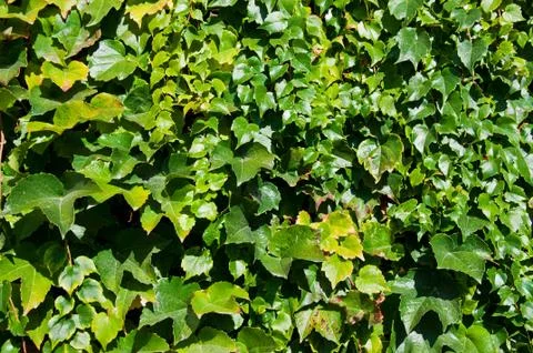 Grape leaves Stock Photos