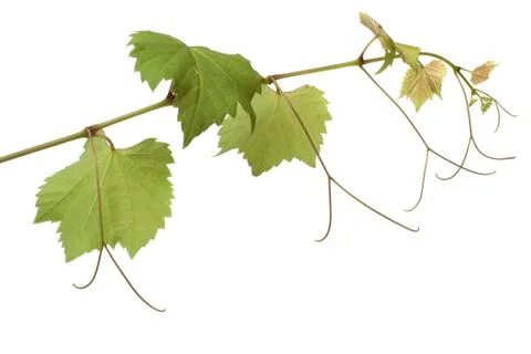 Grape leaves Stock Photos