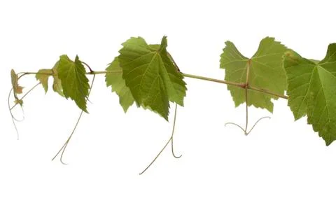 Grape leaves Stock Photos