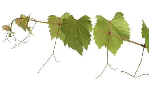 Grape leaves Stock Photos