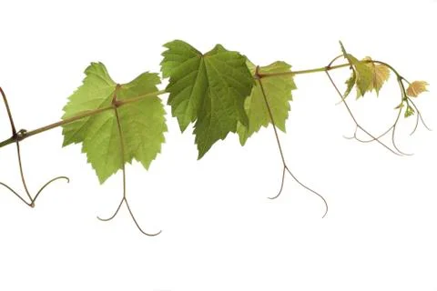 Grape leaves Stock Photos