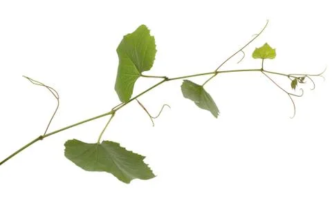 Grape leaves Stock Photos