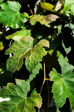 Grape - leaves Stock Photos