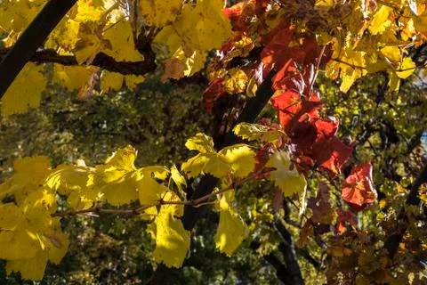 Grape leaves Stock Photos