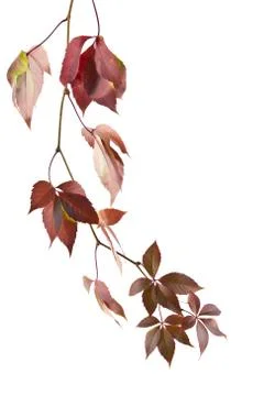 Grape leaves Stock Photos